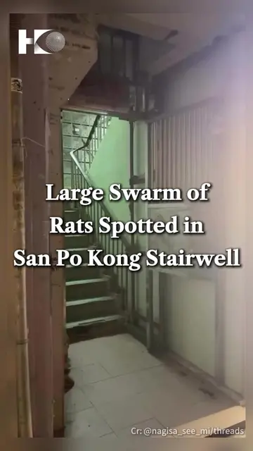 On 5 August, video footage showing a large number of rats swarming a stairwell i