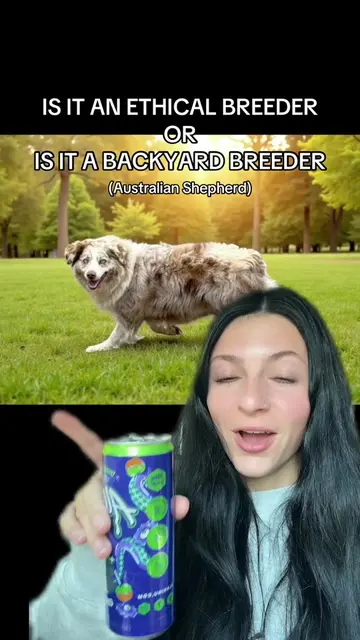 What breed should I do next and ethical or byb ? #ethicalbreeding #backyardbreed