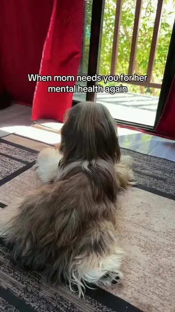 #dogsoftiktok #foryou #fypシ #fyp 