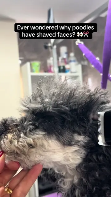 One of my favourite parts of a poodle groom… watching that beautiful face come t