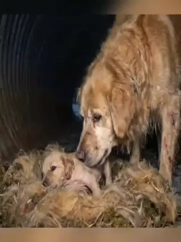 The Story of the Kindhearted Man Who Saved the Mother and Puppy Dogs Stock in th