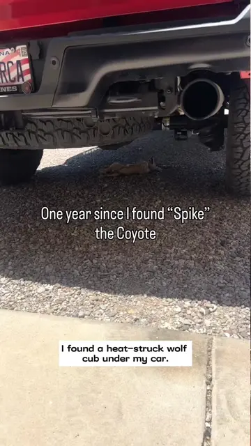 I found a heat-struck wolf cub under my car and then…#tiktokgrowthchallenge #res