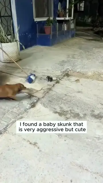 Hearing a cry,I saw…..  #rescue #animals #skunk #animallover #pet 