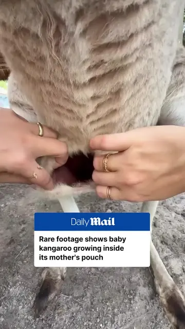 🎥 @animaledventures Nature is absolutely incredible 🥹 Baby kangaroos, known as