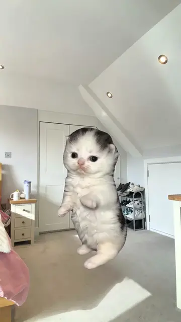 Three cute kittens from form a tiny dance crew, poppin’ it and hitting synchroni