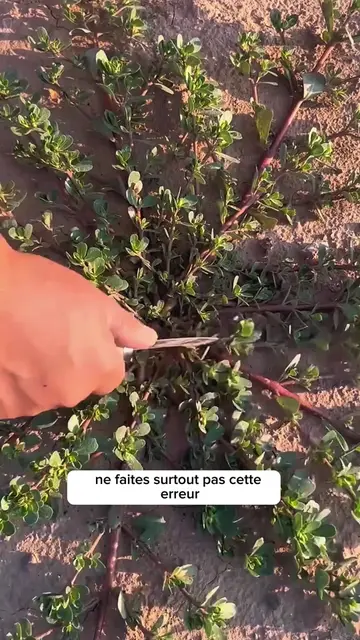 Cette plante pousse partout… et pourtant, la plupart des gens l'ignorent encore.