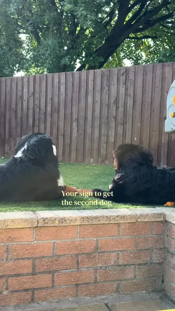 Two is better than one 🥹 #bernese #bernesepuppy #souldog #dogmom #cutepuppyvide
