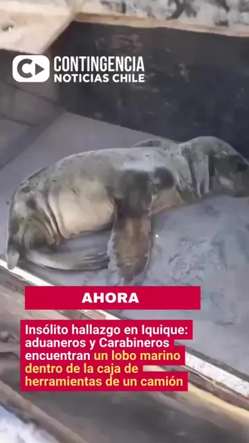 🦭 Insólito hallazgo en Iquique: encuentran un lobo marino oculto en la caja de 