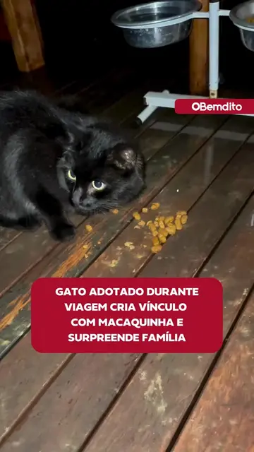 Uma viagem em família terminou com uma adoção inesperada. Um gato apareceu duran