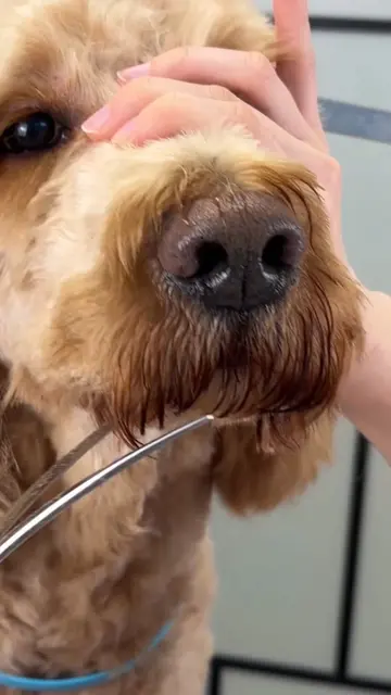 grooming and cutting this dog's hair was a fun #grooming #doggrooming #groomingt