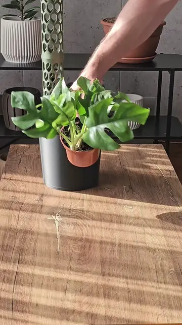 POV: You finally give your climbing plant the support it deserves. This Rhaphido
