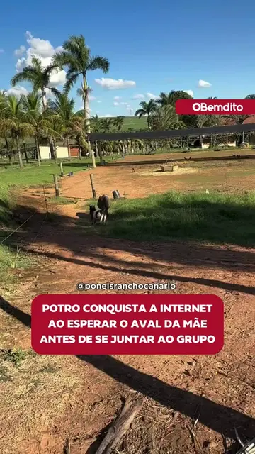 Um potro de mini-horse com apenas um mês encantou ao demonstrar que aguardou a a