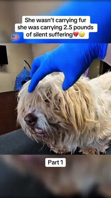 A call came in about a dog no one could even recognize anymore. She wasn’t just 