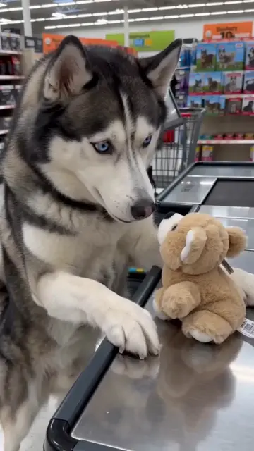Blaze picked out his own teddy bear and now he’s arguing at the checkout! Wait f