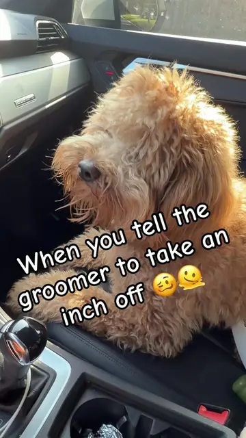 I’m still in denial that this is supposedly my dog! 😭😒🥴🫠 #DoodleLife #dogsof
