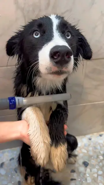 Every groomer said NO... until Bruno walked into my salon. 🐶❤️ #doggrooming #do