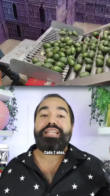 Se vuelven a pausar los cargamentos de aguacate hacia EEUU … pos quien gana dine