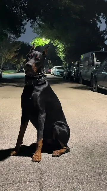 oh my little baby boy 🐺 #DogTraining #dogsoftiktok #dobermanpinscher #dogtok #d