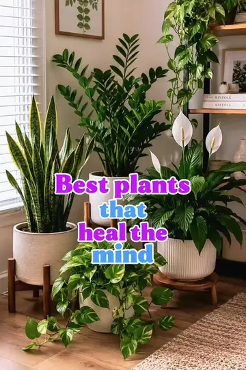 6 Best Plants That Can Help Create a Calm, Peaceful Mind 🌿Surround yourself wit