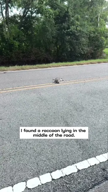 I found a raccoon lying in the middle of the road and then…#tiktokgrowthchalleng