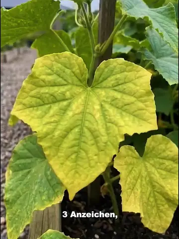 Deine Gurken werden gelb? Mit diesem einfachen Trick kannst du sie retten! 🥒🌱 