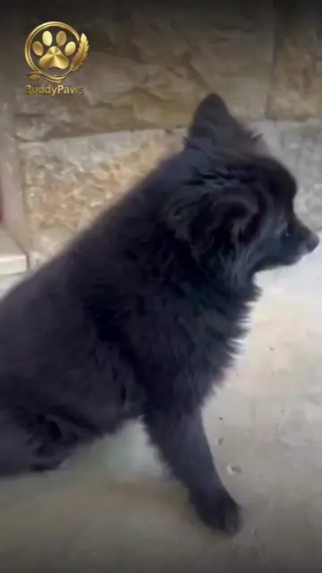 🐾❤️ Los pequeños gestos dicen muchísimo.   Un movimiento de cabeza, un parpadeo