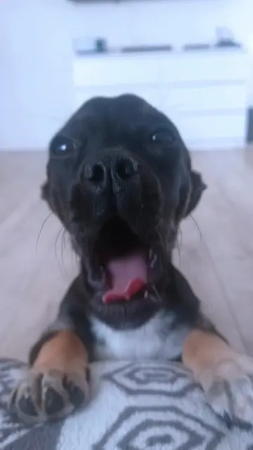 Kaczuchy też dostały prezent! 🍉🦆🐶 ​Myśleliście, że wczorajsza wizyta naszej F