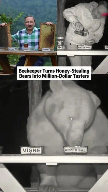 Beekeeper Turns Honey-Stealing Bears Into Million-Dollar Tasters #news #honey #b