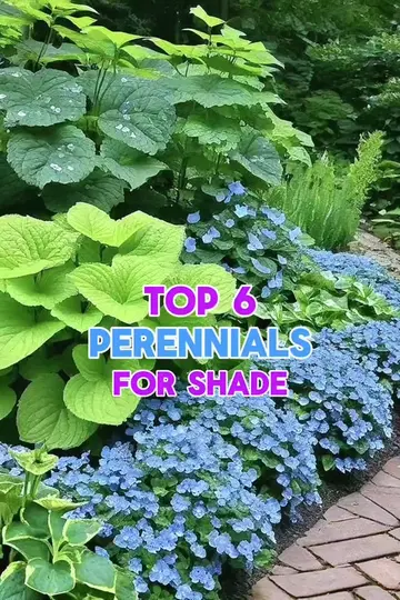 Top 6 Shade-Loving Perennials That Come Back Every Year 🌿🌸 Think your garden g