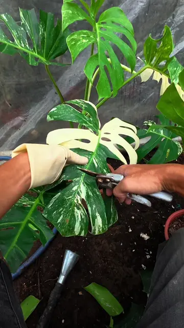 #cuttingmomstera #plants #houseplants #plantslover #plantasdeinterior      