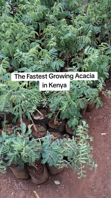 Acacia polyacantha is one of the indigenous Acacias worth considering when you w