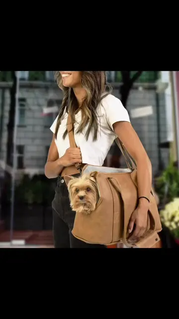 Upgrade your dog's travel game. From integrated leashes to zippable side panels,