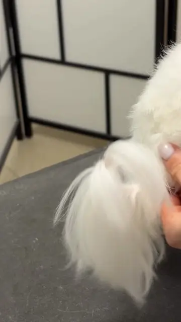 restoring this dog was a fun #grooming #doggrooming #groomingtips #dog #dogtok 