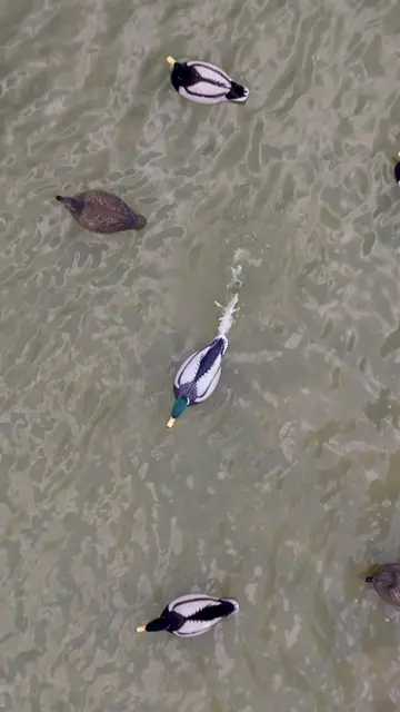 On calm days, breaking the surface tension is critical to convincing approaching