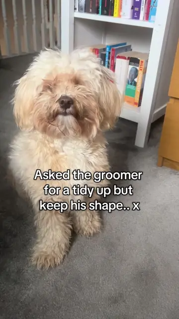 Dog groomer gone wrong #doggroom #wrongdog #richardthelhasapoo #dogsoftiktok #do