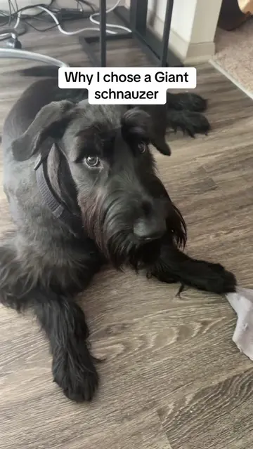 Why did you choose your breed?  #giantschnauzer 