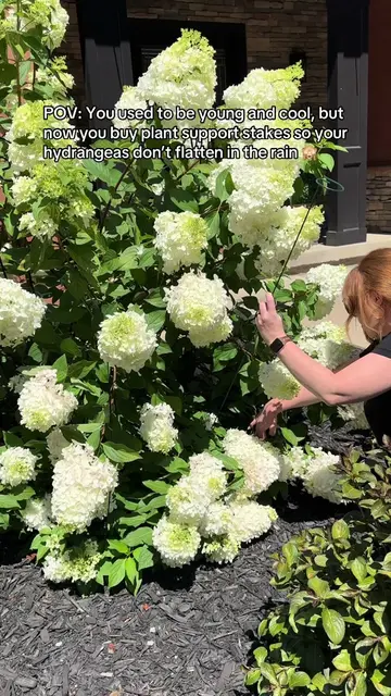 This is 36 😂🤷🏼‍♀️ #plantmom #hydrangeaseason #paniclehydrangea #homebodything