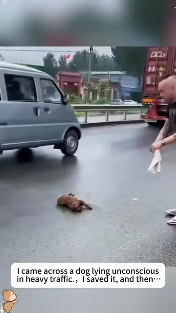 lucky dog🥰. #rescue #animals #dog #dogsoftiktok #animallover 