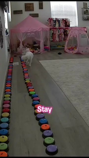 Aly has a plan. 😂🐾 She hit “stay” and I told her we’re staying home today beca