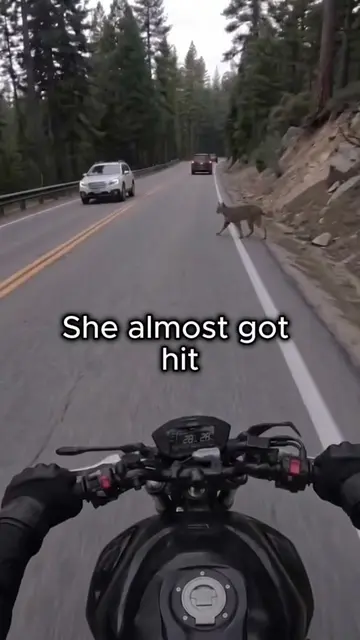 This Bobcat Was Stopping Every Car #bobcat #animallover #america #animalrescue #