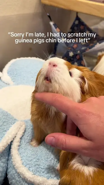 Sorry I can’t possibly leave my home without scratching every chin in the house 
