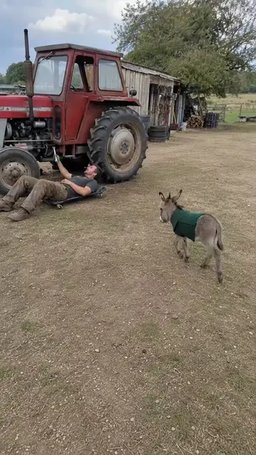 POV: When you are trying to fix the tractor, but your tiny coworker in a stylish