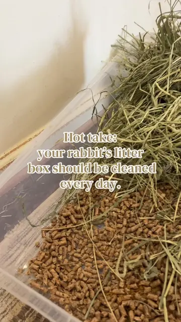 This goes for standard litter boxes, not two bottoms ! // #fyp #viral #foryoupag