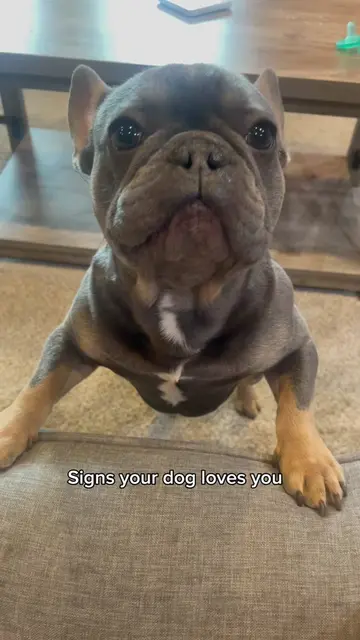 Signs your dog loves you 🥹❤️