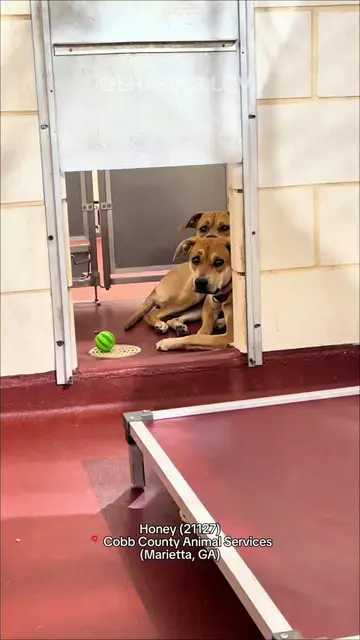 Honey arrived at the shelter on July 25th with her sister, Sunny, after their fa