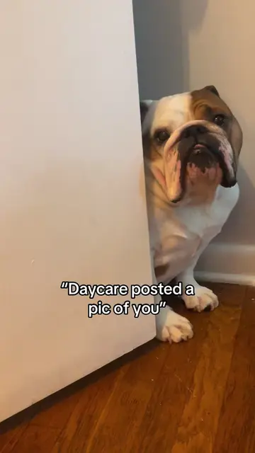 So embarrassing! 😳 #dogsoftiktok #dogtok #puppytiktok #funnyvideo #funnydog 