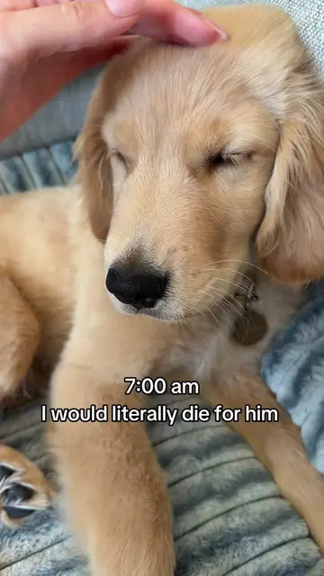 I really have to savor those 5 minutes after he wakes up #witchinghour #puppylif