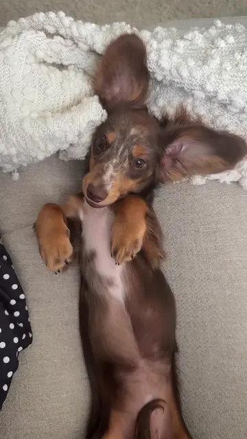 not so sure about this game… 😵‍💫🌀 #minidachshundpuppy #dachshundpuppy #wiener