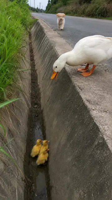 This little puppy wouldn’t leave them behind 🥹🐶🦆 Wait for what the mother duc
