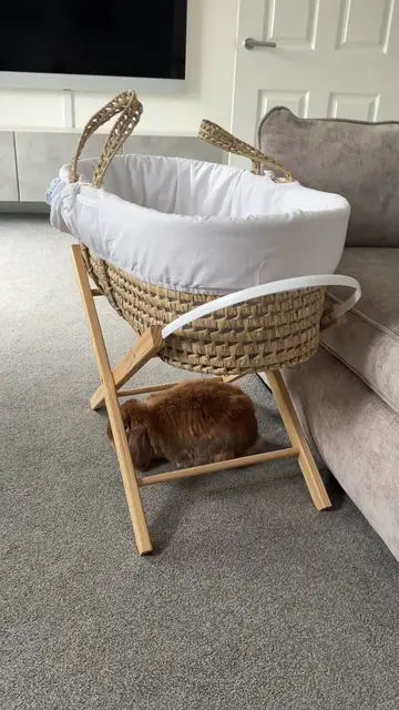 Crying 😭 #petlovers #fyp #rabbitsoftiktok 